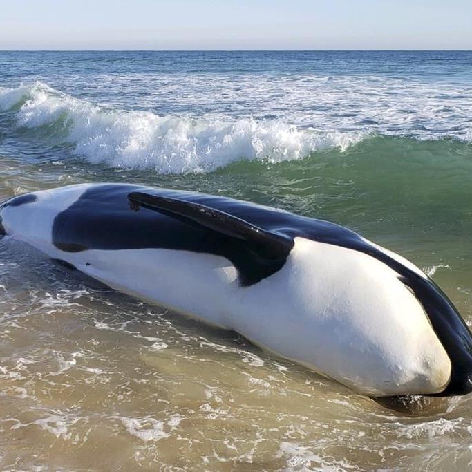 Killer whale dies after beaching itself on Florida coast